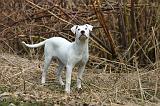 DOGUE ARGENTIN 529